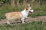 CORGI PEMBROKE 047